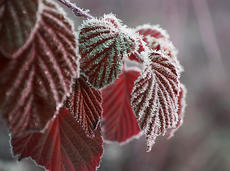 6455665-frostigt.jpg